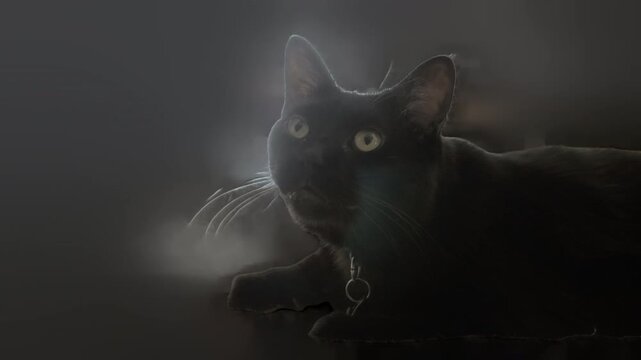 Black cat sitting on green screen with alpha channel background