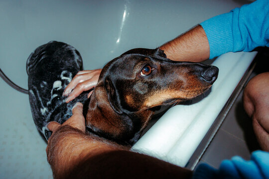 Dachshund being bathed in bathtub during pet grooming routine