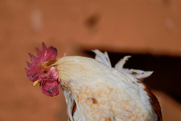 Close-Up of White Free-Range Chicken Against Red Earth Wall