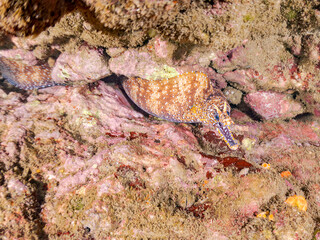 トラウツボ, Dragon Moray, Enchelycore pardalis, ウツボ科,
他の群れ。
ヒリゾ浜南伊豆町中木
静岡県伊豆半島-2025
日本有数のシュノーケリングスポット。
夏の数カ月間だけ渡し船で行ける。
水質透明度魚影が素晴らしい。
