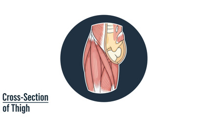 Anatomical cross section of human thigh muscles and internal structures