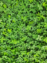 background of green vegetation with small leaves