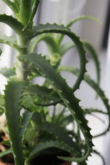 An aloe vera houseplant in a pot on a bright windowsill. Ideal for themes of health, coziness, home decor, and interior design.