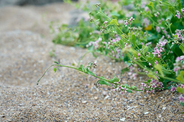 Cynanchum acutum vine with pink star-shaped flowers in the wild.