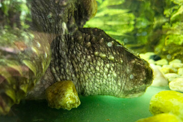 Close-Up of Crocodile Skin Texture in Aquatic Habitat for Nature Study and Design