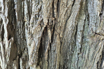 Close-Up of Tree Bark Texture for Nature and Background Design