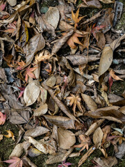 兵庫県神戸市東灘区の渦が森の奥にある千丈谷の秋