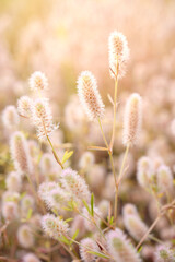 Fototapeta premium Trifolium arvense on a blurred background in a summer sunny day.