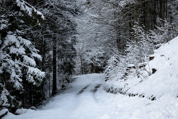 winter forest wallpaper. pine tree snow covered forest with empty road. foot path trough snowy forest