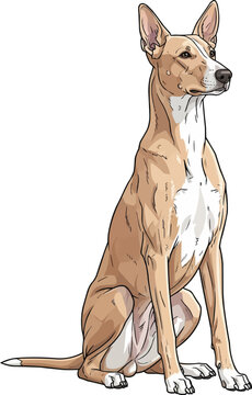 Indian Pariah Dog sitting alert looking away attentive pose
