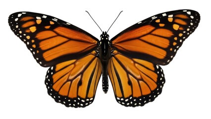 Isolated monarch butterfly with orange and black wings pattern, flying animal insect studio