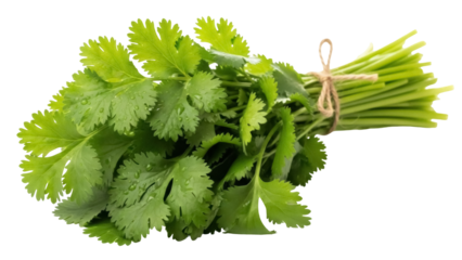 Isolated bunch of fresh organic cilantro or coriander, a flavorful herb and leafy green vegetable