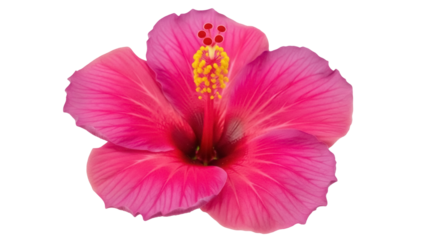 Isolated bright hibiscus flower, vibrant petals and golden stamens on seamless backdrop