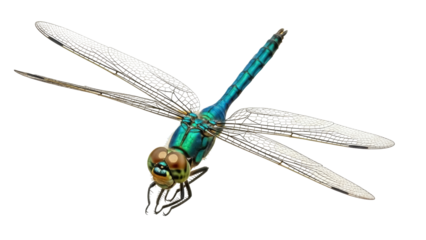 Isolated dragonfly insect with transparent wings, iridescent green thorax, and large eyes