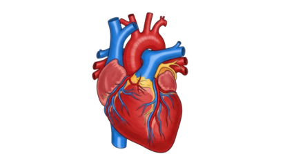 Isolated human heart anatomy study diagram showing veins and arteries system and valves