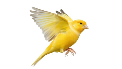 Isolated canary in flight, side profile showing yellow feathers and open wings, singing songbird