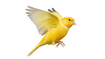 Isolated canary in flight, side profile showing yellow feathers and open wings, singing songbird