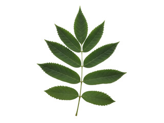 Isolated green rowan leaf shows delicate serrated edges and veins on a white surface