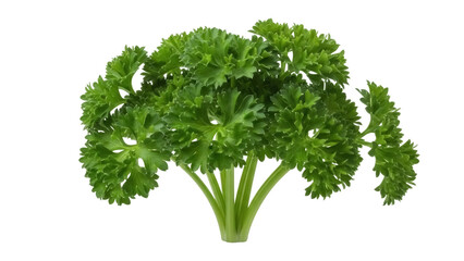 Isolated bunch of curly parsley, a healthy ingredient for seasoning and flavoring