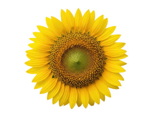 Fototapeta premium Isolated sunflower bloom shows vibrant color of petals, texture of center seeds in detail