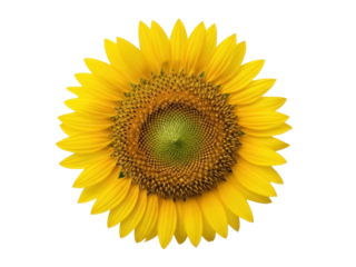 Isolated sunflower bloom shows vibrant color of petals, texture of center seeds in detail