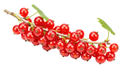 Isolated redcurrants hanging from a twig, close up shot of fresh berries, fruit dessert
