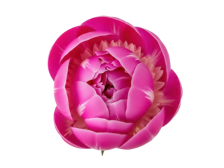 Isolated magenta peony flower head, close-up macro shot, vibrant pink blooms, elegant petal texture