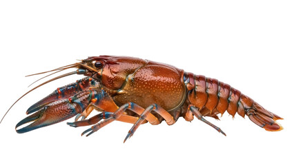 Isolated freshwater crawfish crayfish, delicious crustacean seafood for Louisiana cuisine dishes
