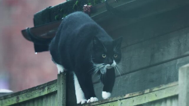 Cat hunter walking along fence under rain stalking prey. Feline predator moving on wooden fence during rainfall hunting carefully. Stealthy hunting cat balancing on fence in rainy weather searching
