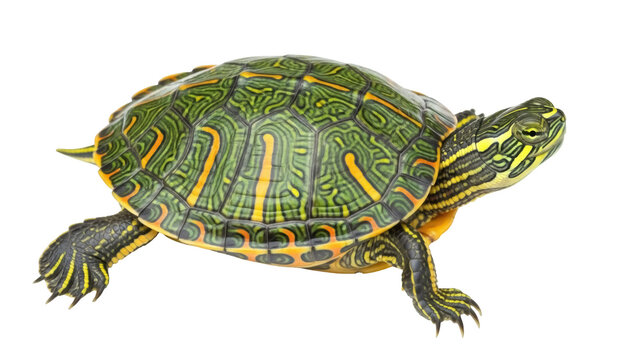 ミドリガメ」の写真素材 | 5,965件の無料イラスト画像 | Adobe Stock