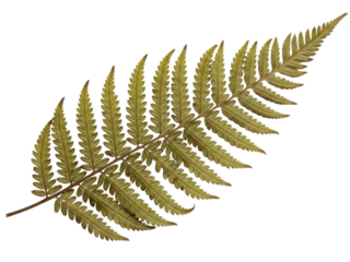 Isolated fern leaf, close-up of detailed foliage for design element, greenery botanical motif