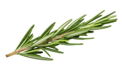 Isolated rosemary herb sprig, fresh green needle-like leaves, flavorful cooking ingredient