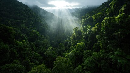 Sunlight streams through a lush, verdant valley, illuminating dense foliage and mist. A picturesque view of natural beauty