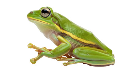 Isolated frog sits in profile, a green tree frog with a yellow stripe on its side