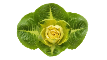 Isolated butter lettuce head, tender leaves arranged in rosette, fresh produce isolated