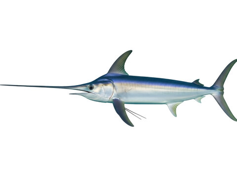 Isolated marlin fish with long bill, side view, aquatic creature, sea animal, saltwater fish