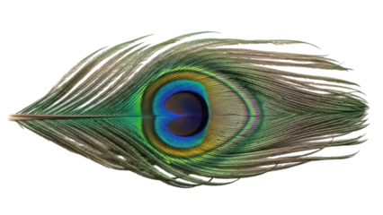 Isolated vibrant peacock feather with intricate iridescent eye design, nature, and beauty