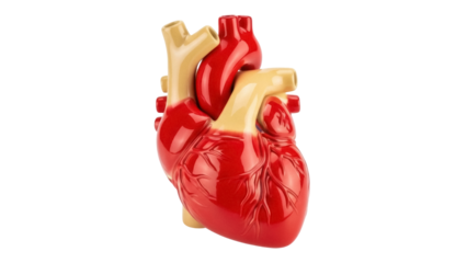Isolated anatomical model of a human heart in red and tan, medical teaching tool for anatomy