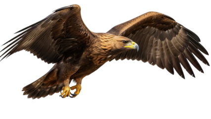 Isolated golden eagle with spread wings flying, raptor looking down, bird of prey portrait
