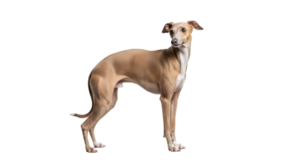 Isolated Smooth Haired Dog Animal Posing Attentively Looking Forward in Studio Lighting