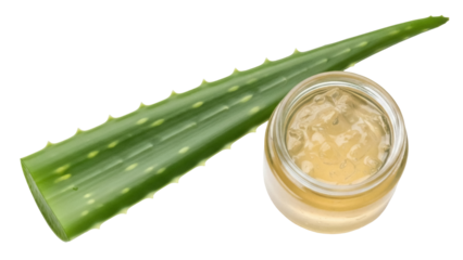 Isolated aloe vera plant leaf and gel, a succulent plant species with medicinal uses