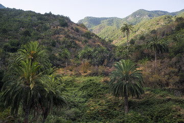 Exploring Lush Palm Valleys in La Gomera, Spain on a Tranquil Morning