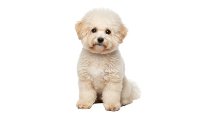 Isolated bichon frise puppy sitting pretty waiting for a treat, adorable happy dog friend