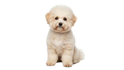 Isolated bichon frise puppy sitting pretty waiting for a treat, adorable happy dog friend