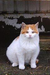 Cute street kitten sitting outdoors and looking curious at camera. Vertical image with selective focus.	