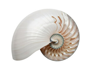 Obraz premium Isolated iridescent nautilus shell, a sea creature displaying geometric patterns, nature design