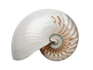Isolated iridescent nautilus shell, a sea creature displaying geometric patterns, nature design