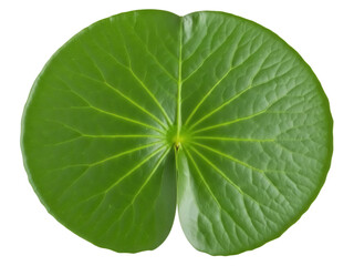 Isolated green lily pad or lotus leaf on a pure background with a distinct radial vein pattern © Elena