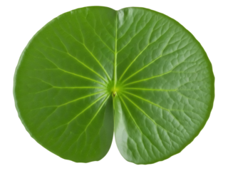 Isolated green lily pad or lotus leaf on a pure background with a distinct radial vein pattern