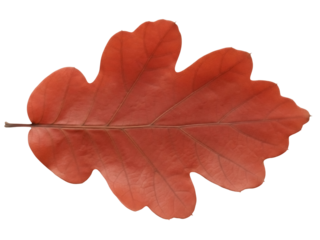 Isolated autumnal oak leaf fallen from the tree in changing season ready for autumn